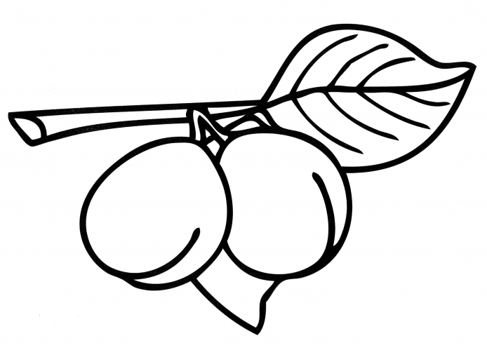 Plums on a sprig coloring page