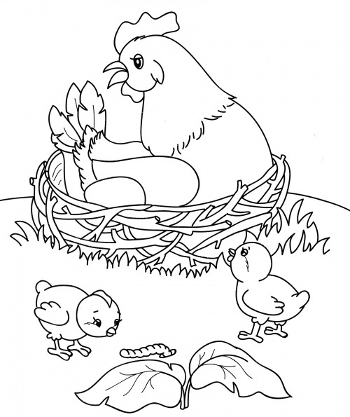 Hen feeds the chickens coloring page