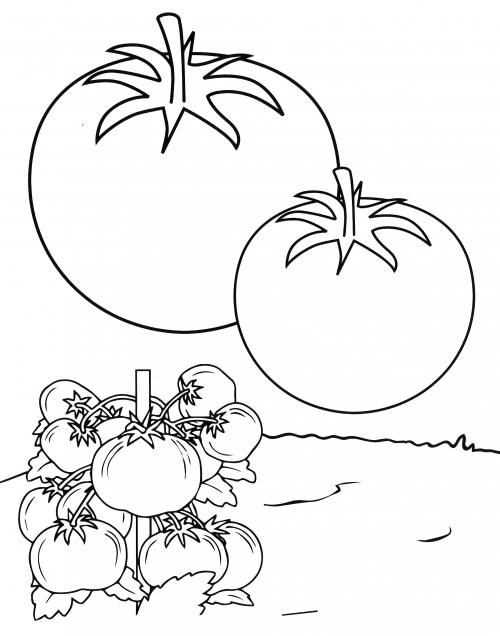 Bush with tomatoes coloring page