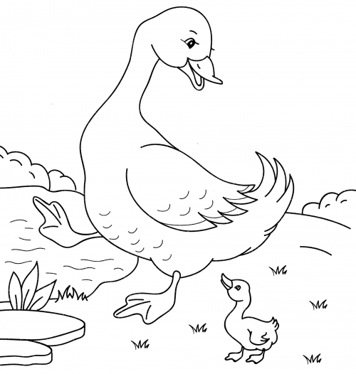 Duckling walks with its mum coloring page