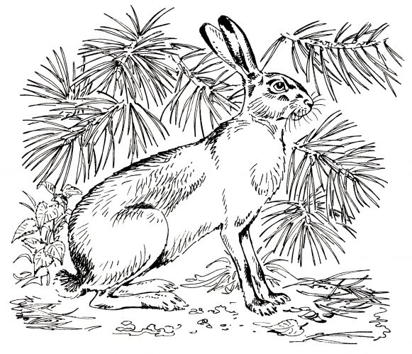 Hare in the bush coloring page