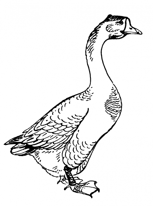 Realistic goose coloring page