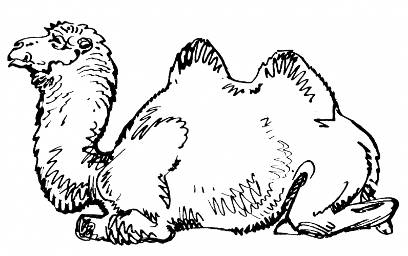 Camel rests coloring page