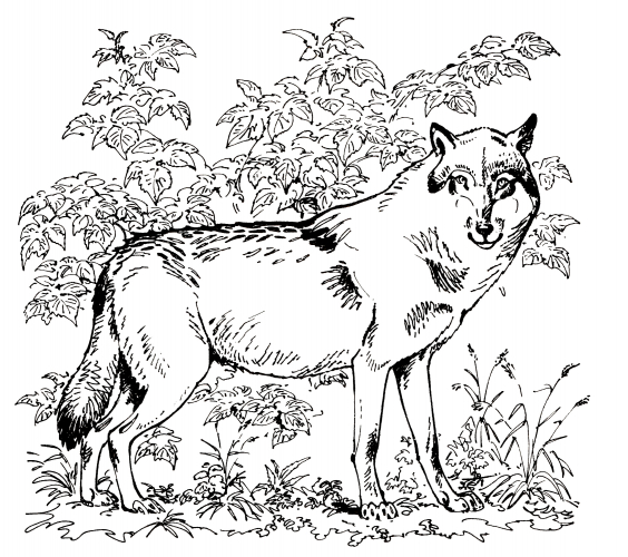 Wolf in the bush coloring page