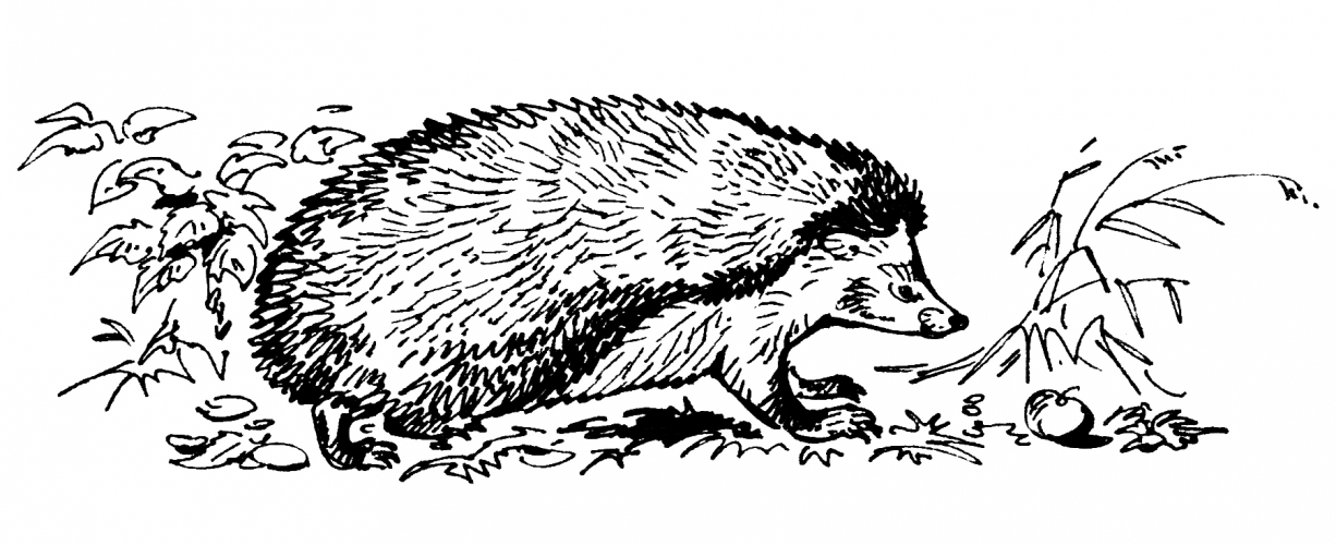 Realistic hedgehog coloring page