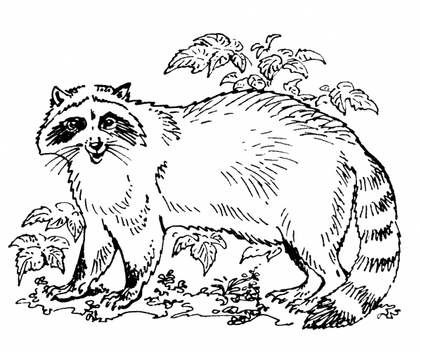 Raccoon in the bush coloring page