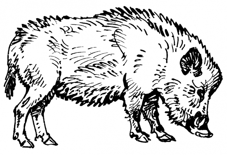 Realistic boar coloring page