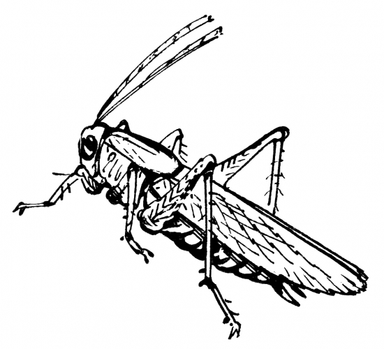 Realistic grasshopper coloring page