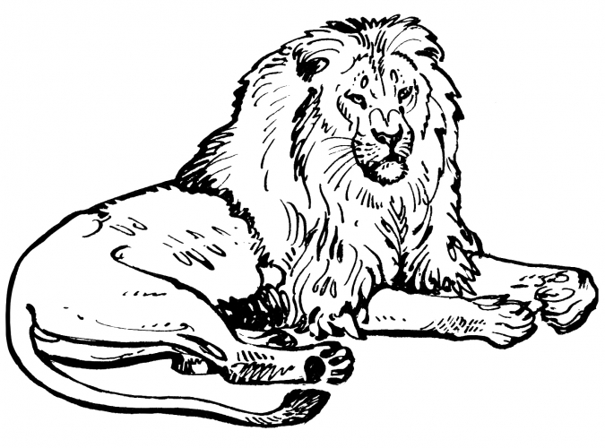 Realistic lion coloring page