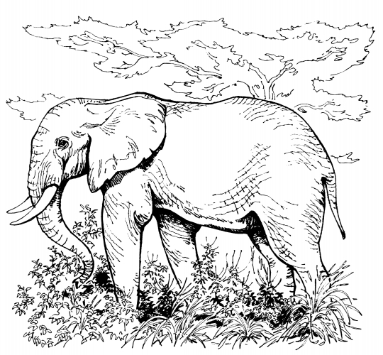 Realistic elephant coloring page