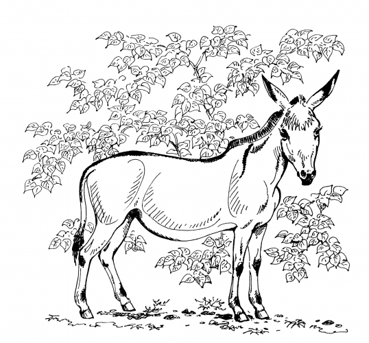 Realistic donkey coloring page