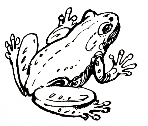 Realistic frog coloring page