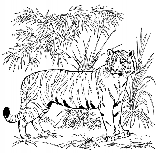 Realistic tiger coloring page