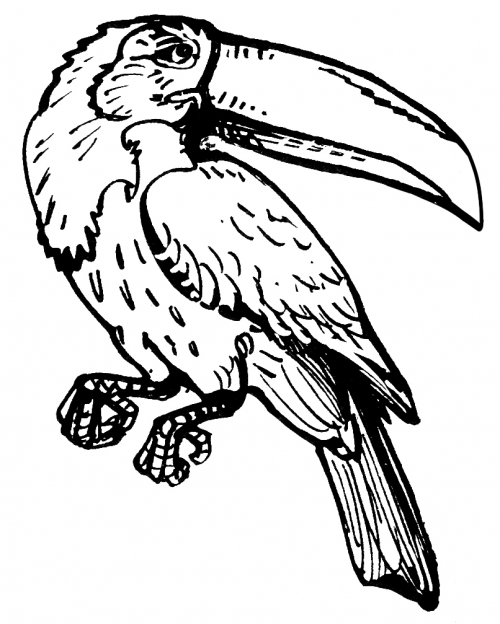 Realistic toucan coloring page