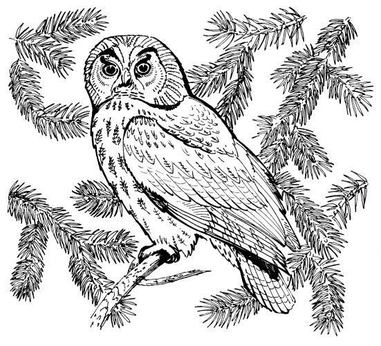 Owl on a Christmas tree coloring page