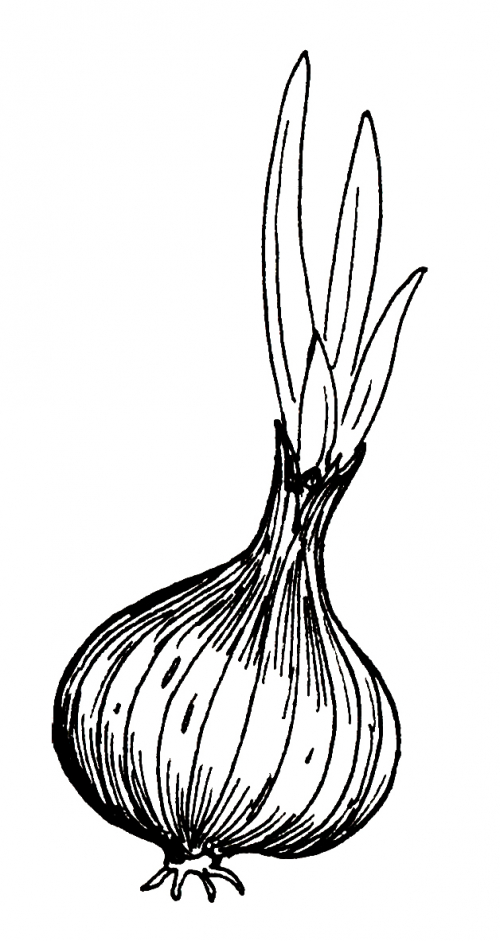 Ripe onion coloring page