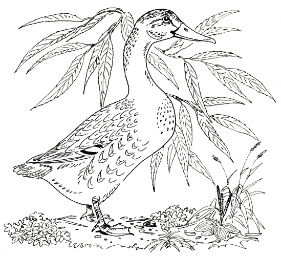 Duck in the grass coloring page