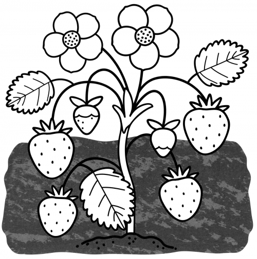 Strawberry bush coloring page